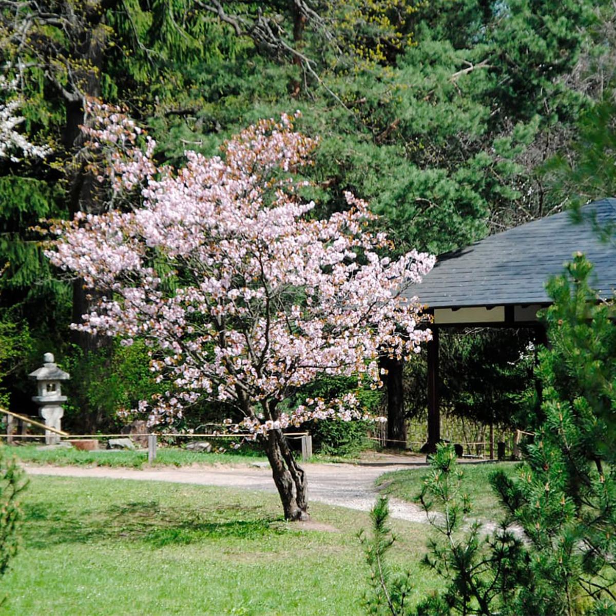 Открытие японского сада
