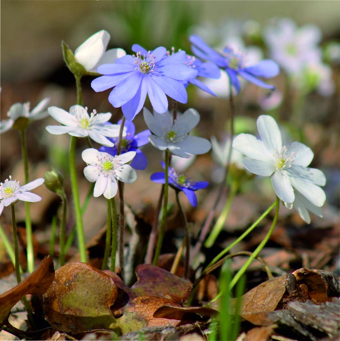 ​Праздник первоцветов