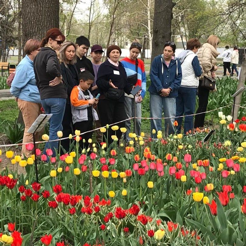 ​Фестиваль тюльпанов в Бишкеке