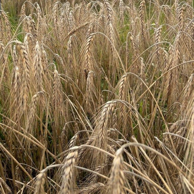 ​Публикация в журнале Agronomy