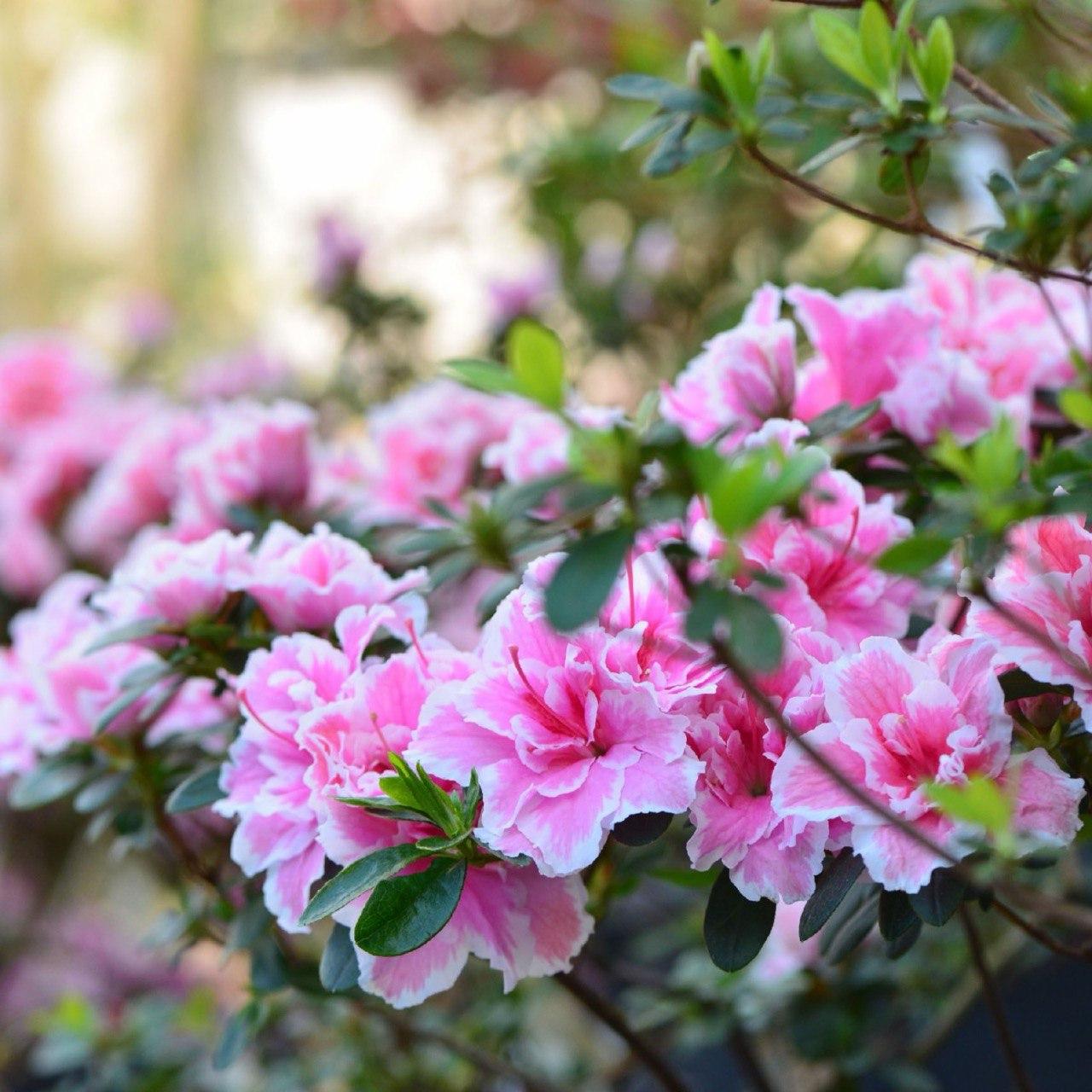 Выставка азалий