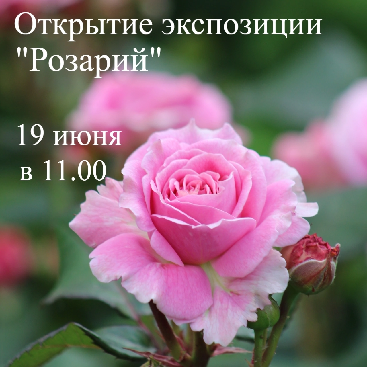 Отк​рытие Розария
