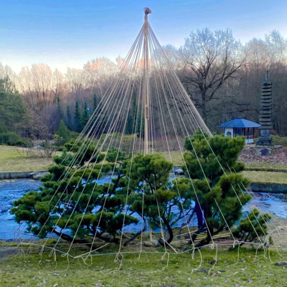 В Японском саду установили защитные конструкции Юкицури