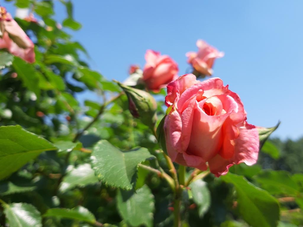 Сколько раз цветут розы. Цветение роз. Розы в июне. Розы в июне цветение фото.